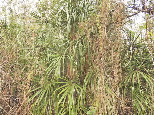 Livistona decora, photograph 3