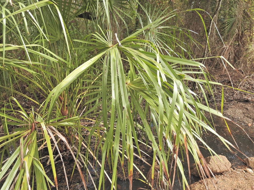 Livistona decora; photograph (c) Scott W. Gavins, some rights reserved (CC BY)