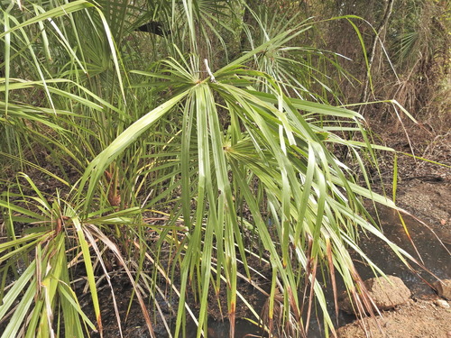 Livistona decora