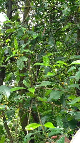 Aidia canthioides iNat (3)
