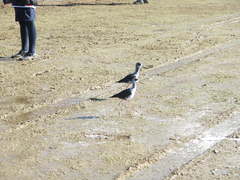 Himantopus novaezelandiae