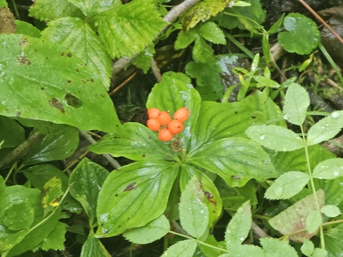 Canadian bunchberry