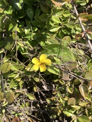 Viola orbiculata