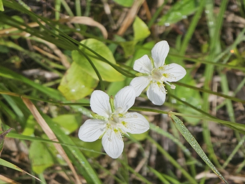 marsh grass-of-Parnassus