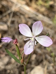 Clarkia similis