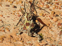 Moloch horridus