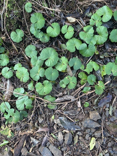 Hydrocotyle pedicellosa observed 2026-08-18