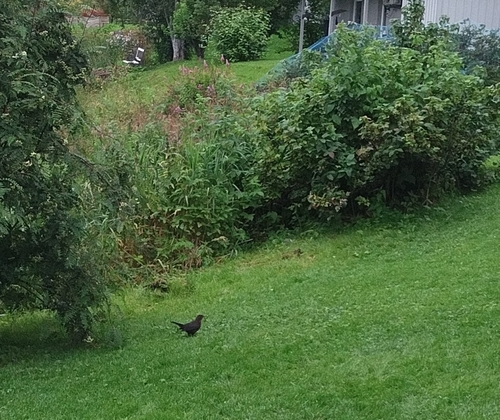 Eurasian Blackbird