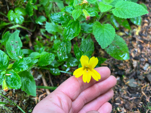 Erythranthe dentata, photograph 5