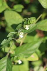 Phaulopsis imbricata