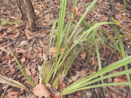 Dianella brevipedunculata, photograph 4