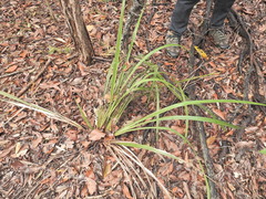 Dianella brevipedunculata, photograph (c) Scott W. Gavins, some rights reserved (CC BY)