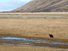 Himantopus novaezelandiae
