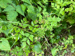 Oenanthe sarmentosa, photograph (c) armeria, some rights reserved (CC BY)