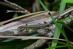 Takydromus viridipunctatus