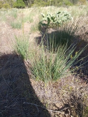 Festuca idahoensis