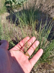 Festuca idahoensis