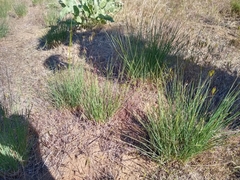 Festuca idahoensis