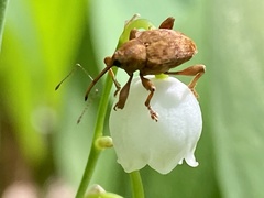 Curculio pellitus