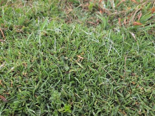 Kikuyu Grass