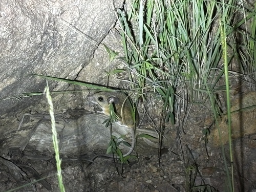 Peromyscus eremicus observed 2026-08-17