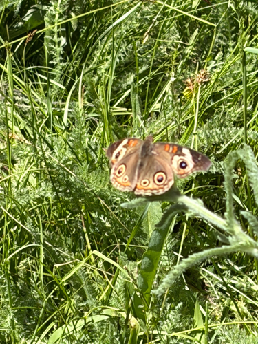 iNaturalist observation photo of Gray Buckeye
