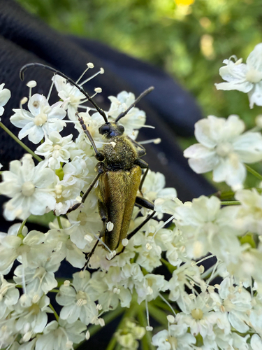 iNaturalist observation photo of Yellow Velvet Beetle