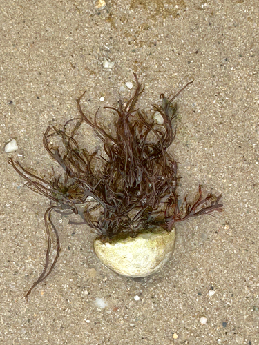 Agardhiella subulata observed 2026-08-05