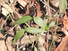 Secamone elliptica, photograph (c) Scott W. Gavins, some rights reserved (CC BY)