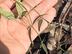 Secamone elliptica, photograph (c) Scott W. Gavins, some rights reserved (CC BY)