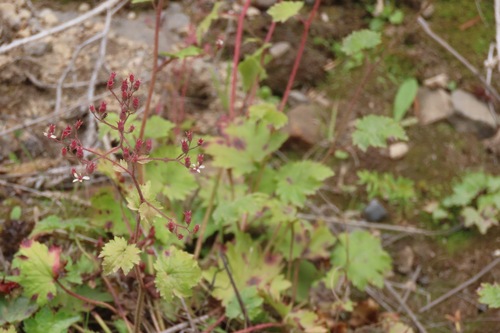Boykinia occidentalis