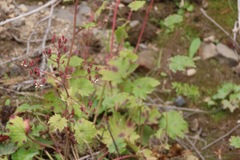 Boykinia occidentalis