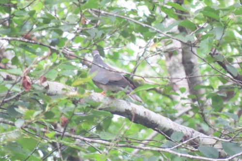 Band-tailed Pigeon