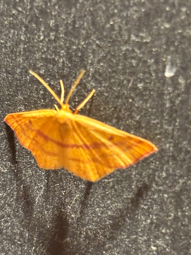 Chickweed Geometer Moth