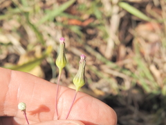 Emilia sonchifolia, photograph (c) Scott W. Gavins, some rights reserved (CC BY)