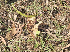 Emilia sonchifolia, photograph (c) Scott W. Gavins, some rights reserved (CC BY)