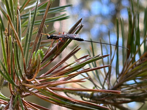 iNaturalist observation photo of Ants, Bees, Wasps, and Sawflies