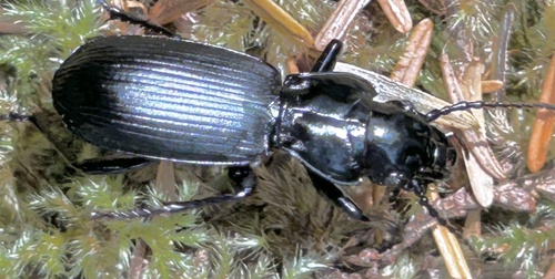 Pterostichus lama