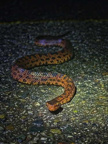 Taiwan mountain pitviper