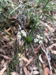 Platysace linearifolia