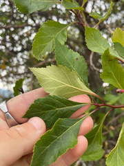 Crataegus rivularis