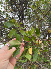 (c) mel letterman, some rights reserved (CC BY) Crataegus rivularis, photograph (c) mel letterman, some rights reserved (CC BY)