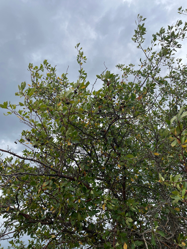 Crataegus rivularis, photograph 4