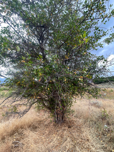 Crataegus rivularis, photograph 5