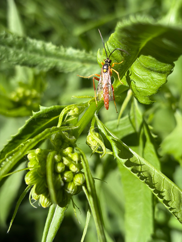 iNaturalist observation photo of Ichneumonid Wasps