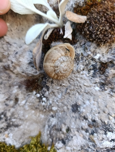 Chocolate-band Snail