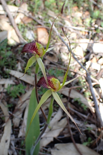 Star Spider-Orchid