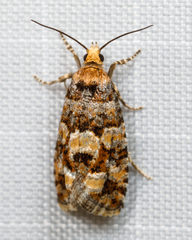 Eucopina tocullionana