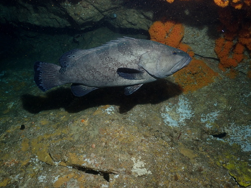 Epinephelus daemelii observed 2026-08-15
