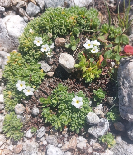 Androsace alpina